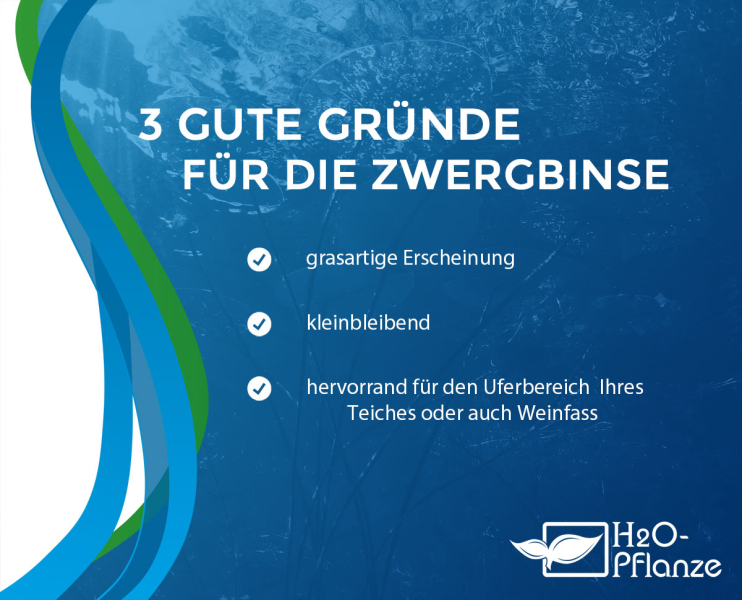 Zwerg-Binse - Juncus ensifolius
